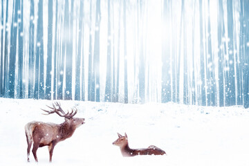 Family of noble deer in a snowy winter forest. Christmas fantasy image in blue. Winter wonderland.