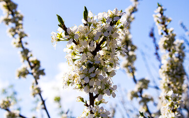 Wild apple tree blossom blooming in spring. Beautiful tender flower on sunny day.