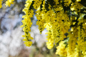 Beautiful yellow Acacia dealbata wild flowers in spring season blooming on tree branch natural flowers 