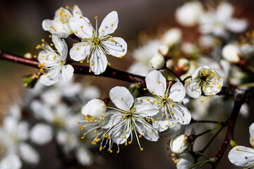 Wild apple tree blossom blooming in spring. Beautiful tender flower on sunny day.