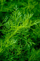 Guppy grass tends to float in the tank and will grow steadily.