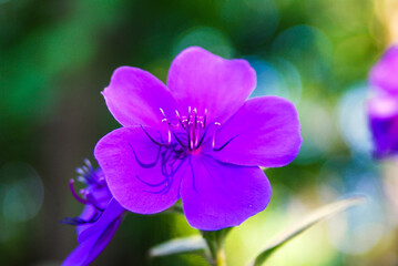 Geranium melastome family