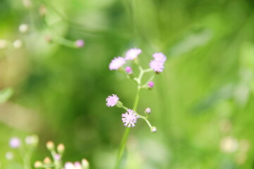 Light purple flower of Little ironweed blooming on branch and blur green background, Thailand. Another name is Ash-coloured fleabane, Ash-coloured ironweed, Purple fleabane, Purple-flowered fleabane.