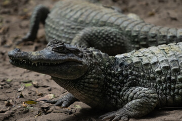 Cocodrilo