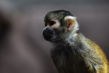 Mono Pequeño