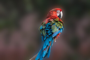 Papagallo Tricolor Rojo Azul Verde
