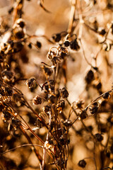 Wild flowers and stems of dry dead grass under the sun form dynamic composition.