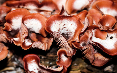 Wild mushroom texture on the tree. Highly detailed fungus and moss in the outdoors forest.