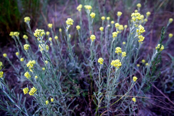 Yellow flowers of Helichrysum arenarium (dwarf everlast, immortelle) growing in the field. Selective focus