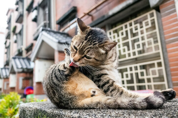 fat stray tabby cat scratching himself