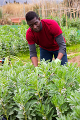 African-American amateur gardener engaged in cultivation of organic vegetables, checking legume bushes..