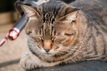 Naklejka premium stray cat sit at a street