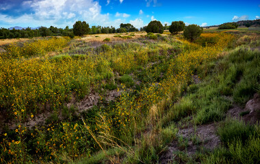 Field of Black-Eyed Susans
