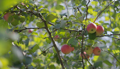 Apples on branches.