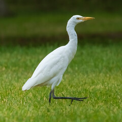 Cattle Egret Bubulcus ibis Costa Ballena Cadiz