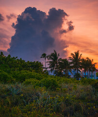 Fototapeta na wymiar trees at sunset sky landscape. florida usa palm