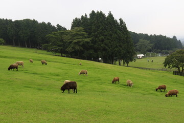 まかいの牧場での風景