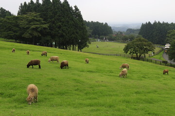 まかいの牧場での風景