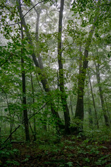 Fototapeta premium Fog in the forest with green trees