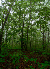 Fog in the forest with green trees