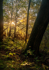 Fototapeta premium Dawn in the taiga forest in summer 