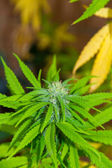 plant, cannabis, marijuana, leaf, green, hemp, nature, herb, grass, leaves, medicine, narcotic, drug, marijuana, weed, drugs, foliage, dope, ganja, closeup, garden, medical, herbal, illegal, natural