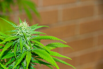 plant, cannabis, marijuana, leaf, green, hemp, nature, herb, grass, leaves, medicine, narcotic,...