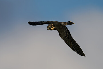 Eurasian hobby (Falco subbuteo)