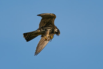 Eurasian hobby (Falco subbuteo)