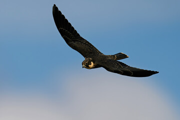 Eurasian hobby (Falco subbuteo)