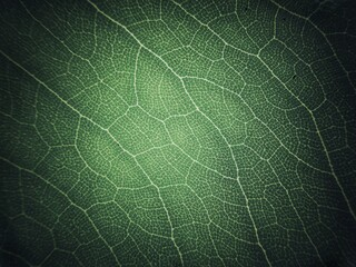 Close up  abstract green texture, nature background, tropical leaf.