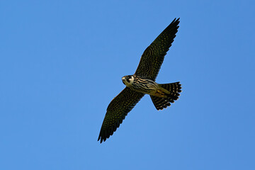 Eurasian hobby (Falco subbuteo)