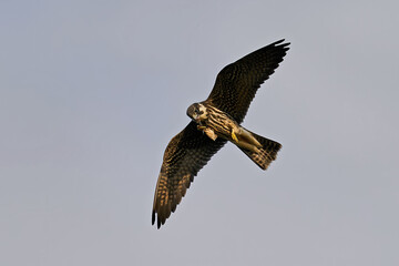 Eurasian hobby (Falco subbuteo)