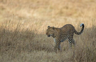 Fototapeta na wymiar Leopard walking in a dry grass seen at Masai Mara, Kenya, Africa