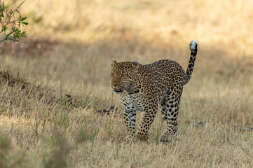 Leopard walking in a dry grass seen at Masai Mara, Kenya, Africa