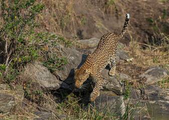 Leopard walking in a dry river bed seen at Masai Mara, Kenya