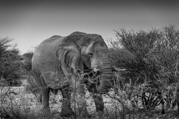 Large bull elephant feeding on thorn bushes, Etosha, Nambia