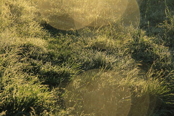 Green grass with dew drops in a field on an early sunny summer morning