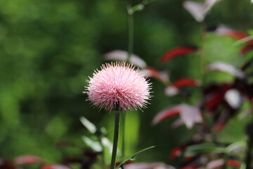 淡いピンクのアザミの花
A pale pink thistle flower.