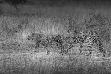 A pair of Leopards walking in tall grass, south Africa