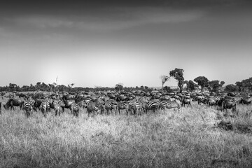 A herd of Wildebeest and Zebra grazing on the Serengeti Savanna, Tanzania
