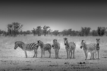 A small group of Zebra, Etosha, Nambia