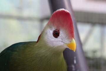 アカガシラエボシドリ