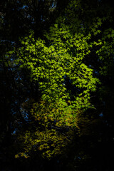 徐々に紅葉が始まる青紅葉