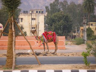 dressed up camel decorated for the holiday in the middle of the roadway in India       