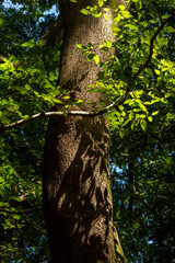 晴れた日の森の様子
