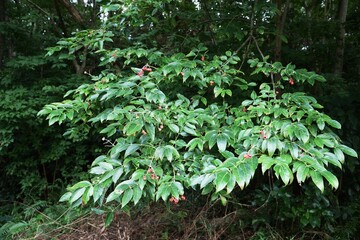 Euscaphis japonica seeds / Staphyleaceae deciduous tree.