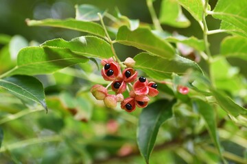 Euscaphis japonica seeds / Staphyleaceae deciduous tree.