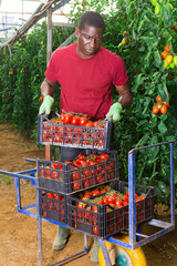 Hired worker carries boxes of ripe tomatoes on garden wheelbarrow