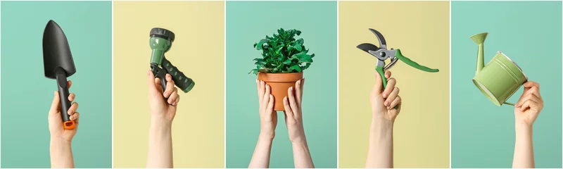 Mains féminines avec outils de jardinage et plante d& 39 intérieur sur fond de couleur